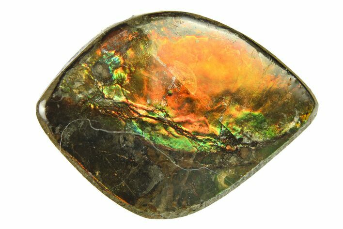 Iridescent Ammolite (Fossil Ammonite Shell) - Alberta #279961